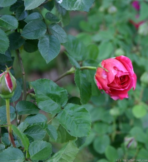 'Catalònia (pernetiana, Dot, 1931)' rose photo