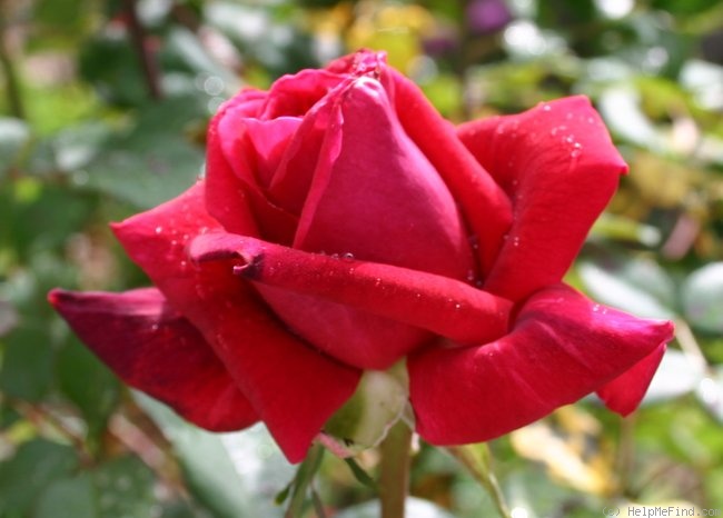 'Velvet Fragrance (Hybrid Tea, Fryer before 1985)' rose photo