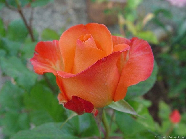 'Tropical Amazone ™' rose photo