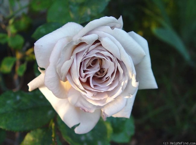 'Grey Dawn' rose photo