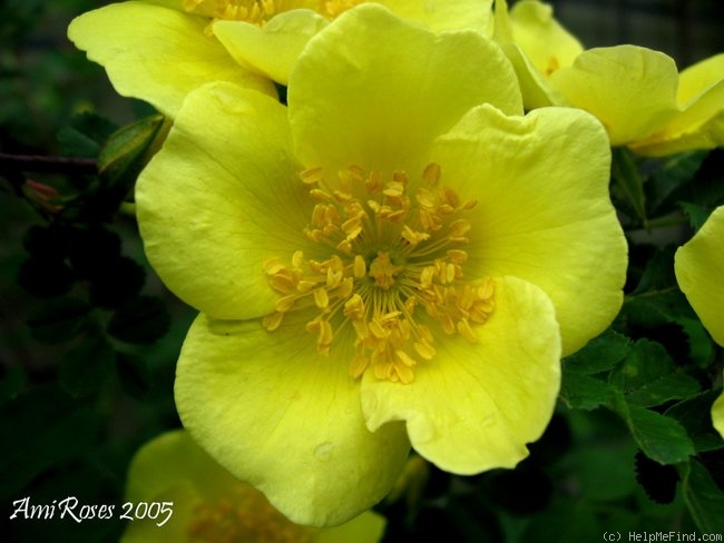 '<i>Rosa xanthina</i> f. <i>normalis</i> Rehder & E.H. Wilson' rose photo