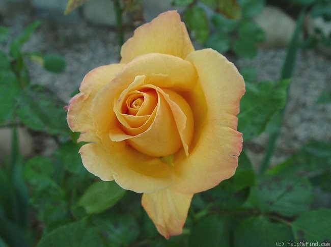 'Sultry ™' rose photo