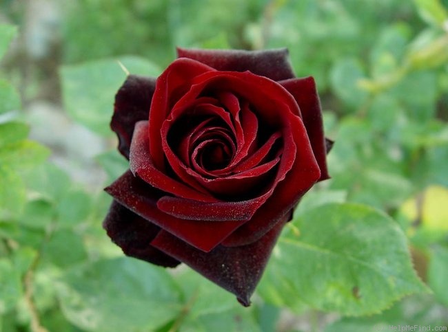 'Black Pearl (hybrid tea, Delbard 1976)' rose photo