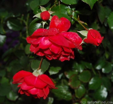 'Tradition 95 ®' rose photo