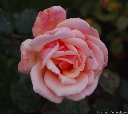 'Gruss an Coburg' rose photo