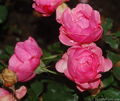 'Rosamunde (floribunda, Leenders, 1941)' rose photo