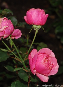 'Rosamunde (floribunda, Leenders, 1941)' rose photo
