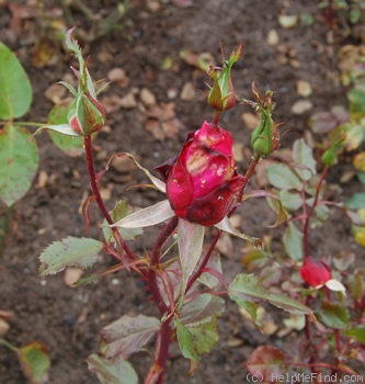 'Steffi Graf' rose photo