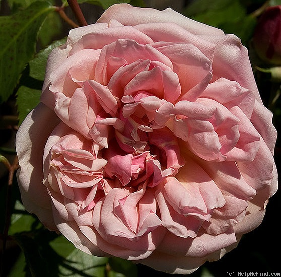 'Elie Beauvilain (Tea Noisette, Beauvilain, 1887)' rose photo