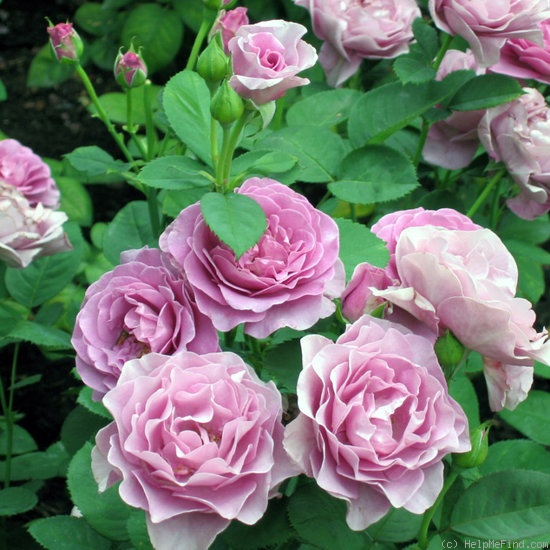 'Terra Limburgia' rose photo