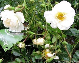'Blossom Blanket' rose photo