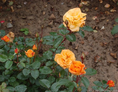 'Westzeit ®' rose photo