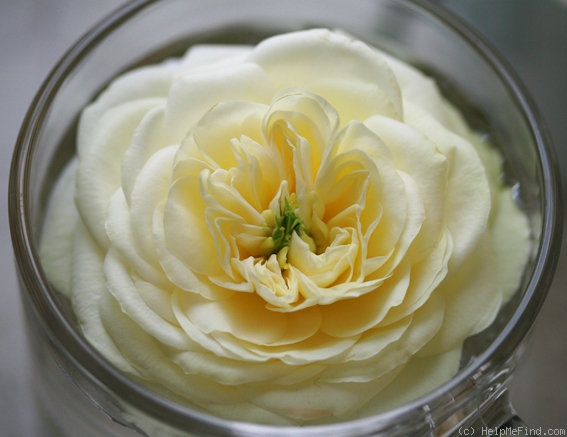 'New Dawn x Amber Queen' rose photo