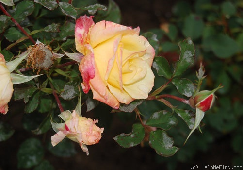 'Mijayima' rose photo