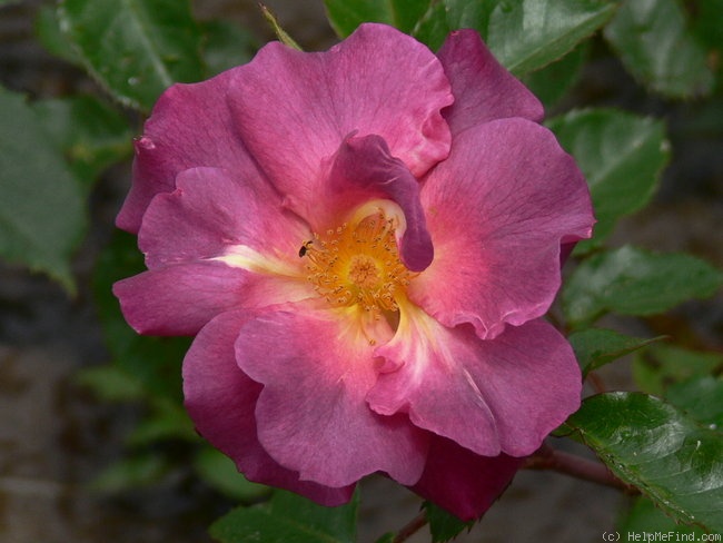 'Wild Rover (Floribunda, Dickson, 2007)' rose photo
