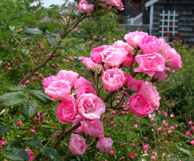 'Dawson' rose photo
