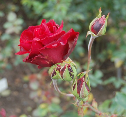 'Morocco' rose photo