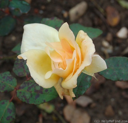 'Golden Vandal' rose photo