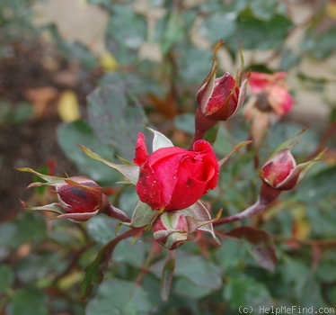 'Floradora' rose photo