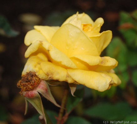 'Goldrausch' rose photo