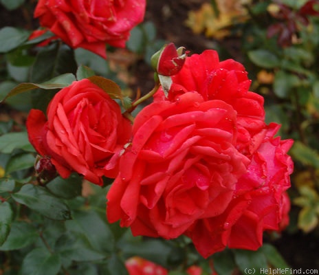 'Taconis ®' rose photo