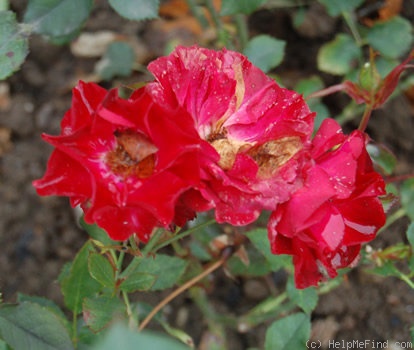 'Oberbürgermeister Boock' rose photo