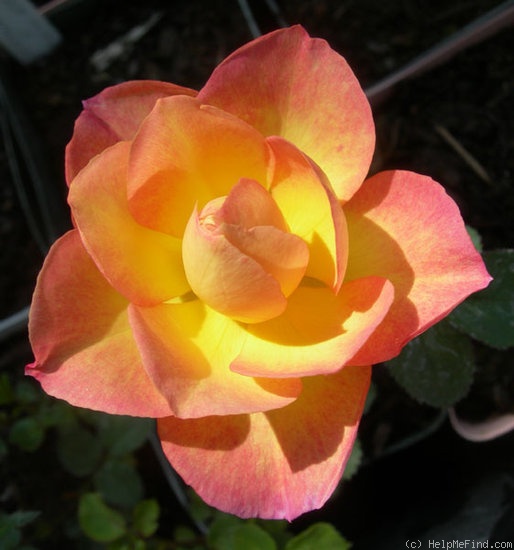 'ABDXCHT' rose photo