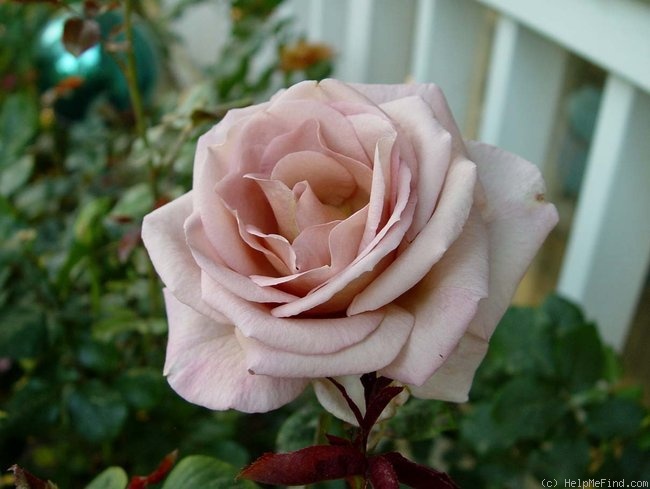 'Spiced Coffee (Hybrid Tea, McGredy, 1985)' rose photo