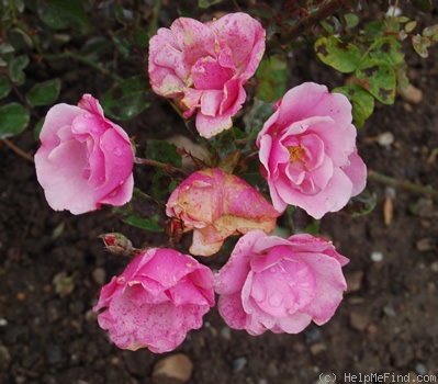 'Mrs. Olive Sackett' rose photo