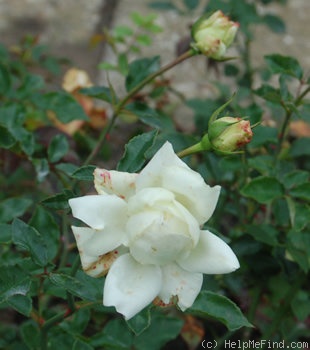 'Johanna Tantau' rose photo