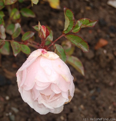 'Snowbank' rose photo