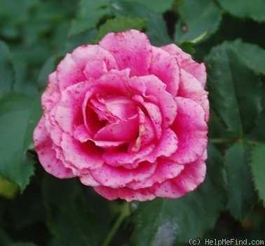 'Pink Garnette (floribunda, Boerner, 1951)' rose photo