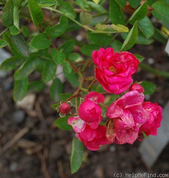'Conchita (polyantha, Jordan, 1935)' rose photo