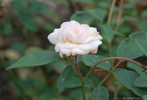 'Martha Keller' rose photo