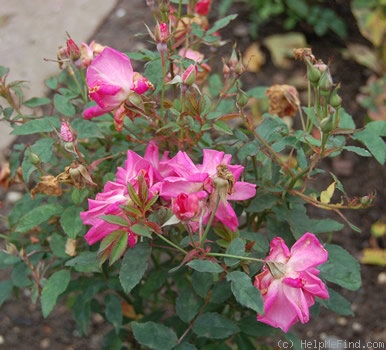 'Martha (polyantha, Lambert, 1906)' rose photo