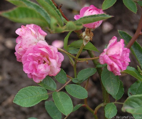 'Louise Walter (Polyantha, Walter 1909)' rose photo