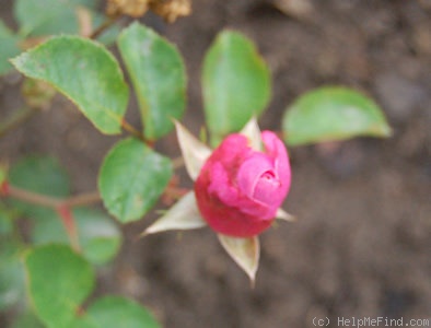 'Fluffy Ruffles' rose photo