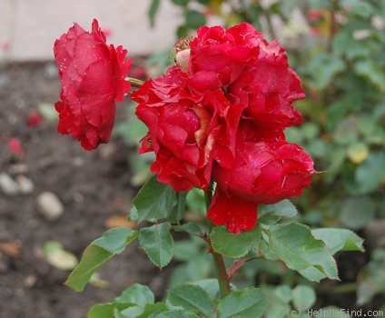 'Christine (floribunda, Dr. Schmadlak, 1983)' rose photo