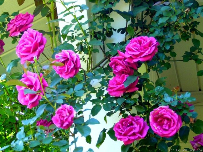 'Pink Don Juan' rose, click to enlarge 'Pink Don Juan' rose photo