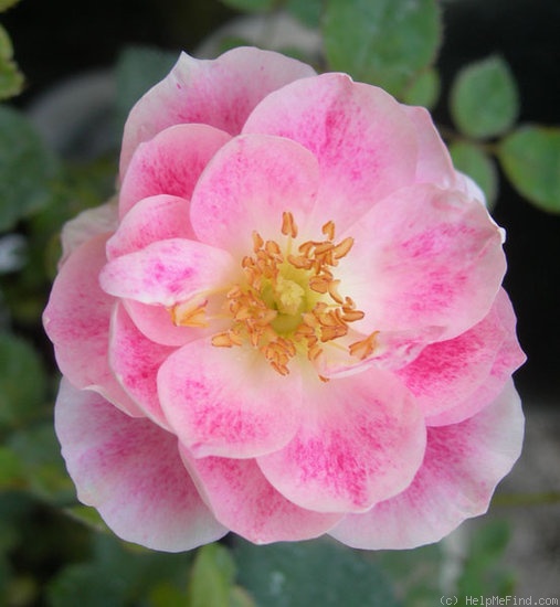 'CDXGEL' rose photo