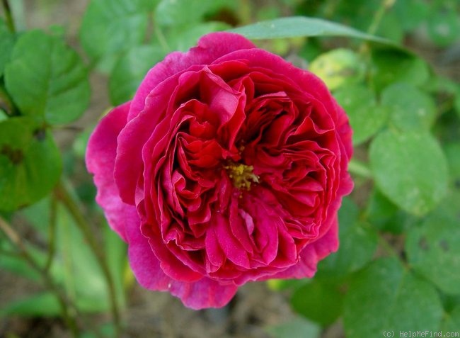 'Prospero ®' rose photo