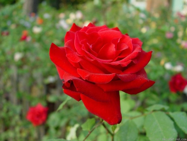 'Toro' rose photo