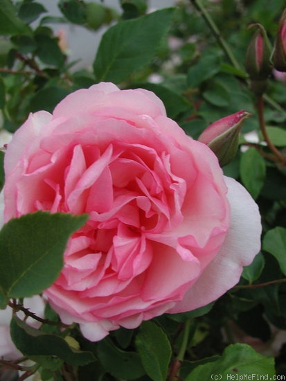 'Duchesse de Brabant' rose photo