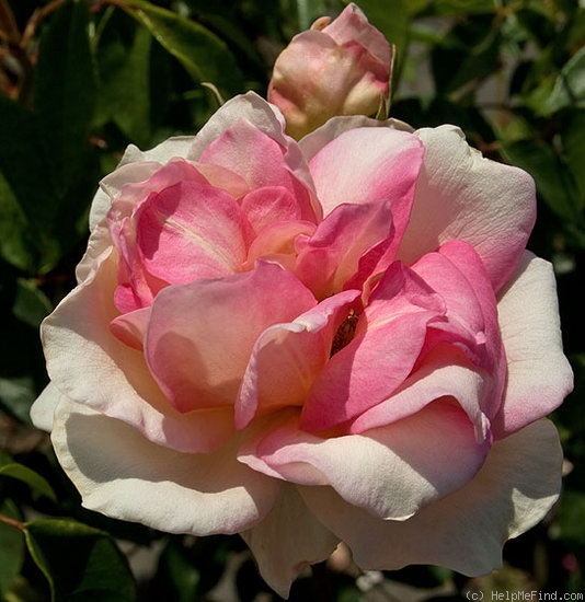 'Souvenir de Madame Ladvocat' rose photo