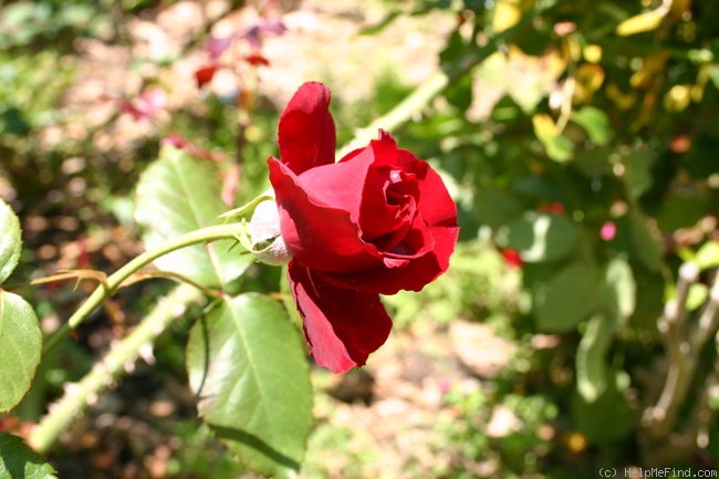 'Countenance' rose photo