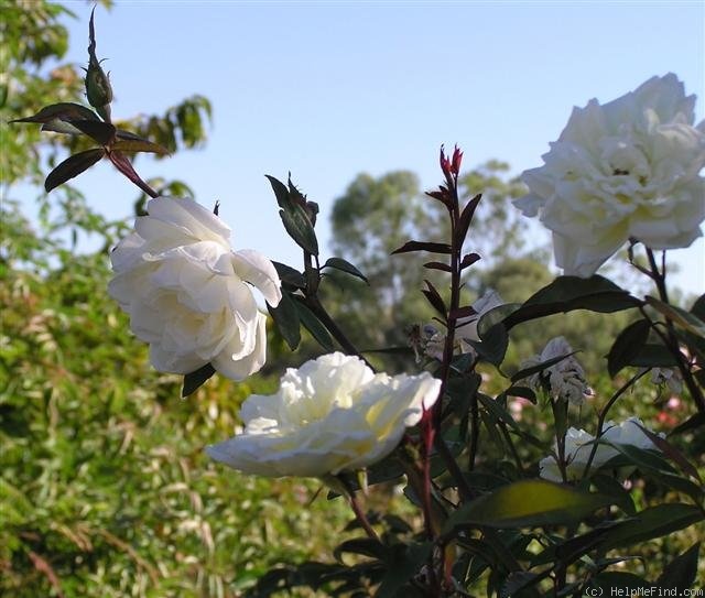 'Marie Lambert' rose photo