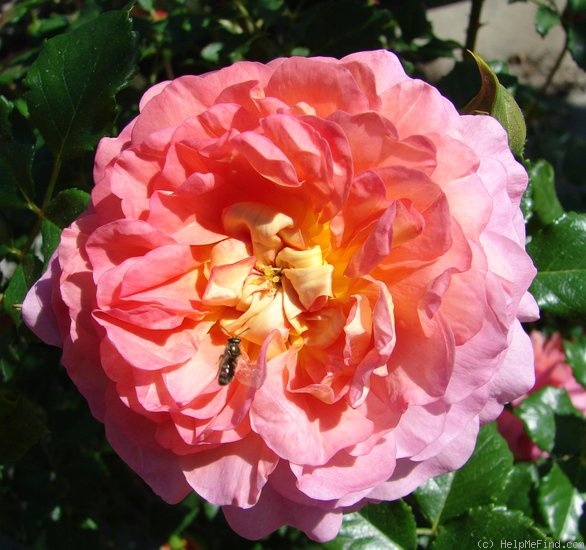'Christopher Marlowe' rose photo