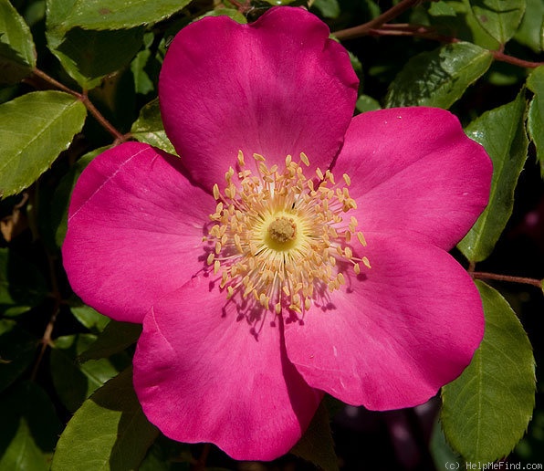 'Schoener's Nutkana' rose photo