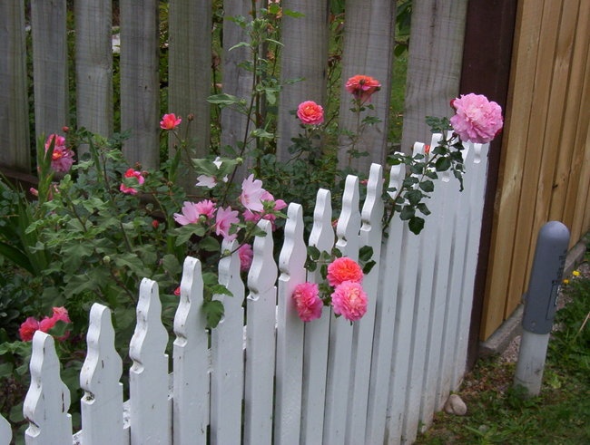 'Rachel's Little Garden'  photo