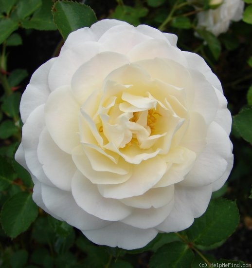 'Snowdrift (shrub, Lim, 2007)' rose photo